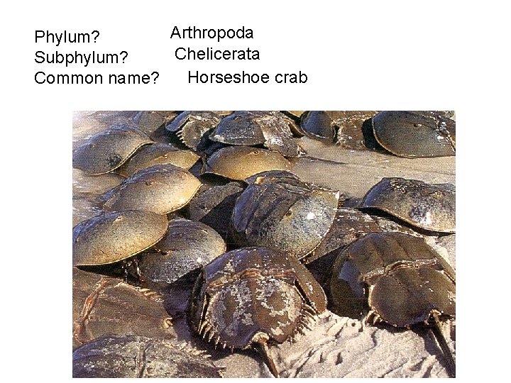 Arthropoda Phylum? Chelicerata Subphylum? Horseshoe crab Common name? 