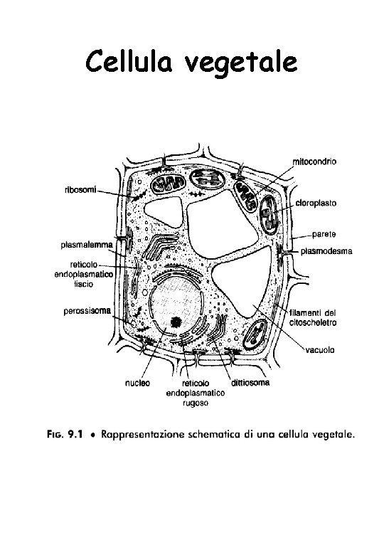 Cellula vegetale 