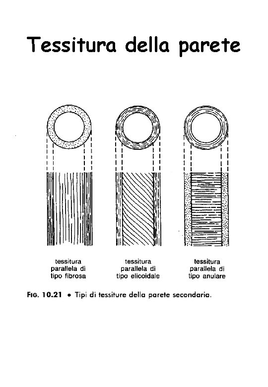 Tessitura della parete 