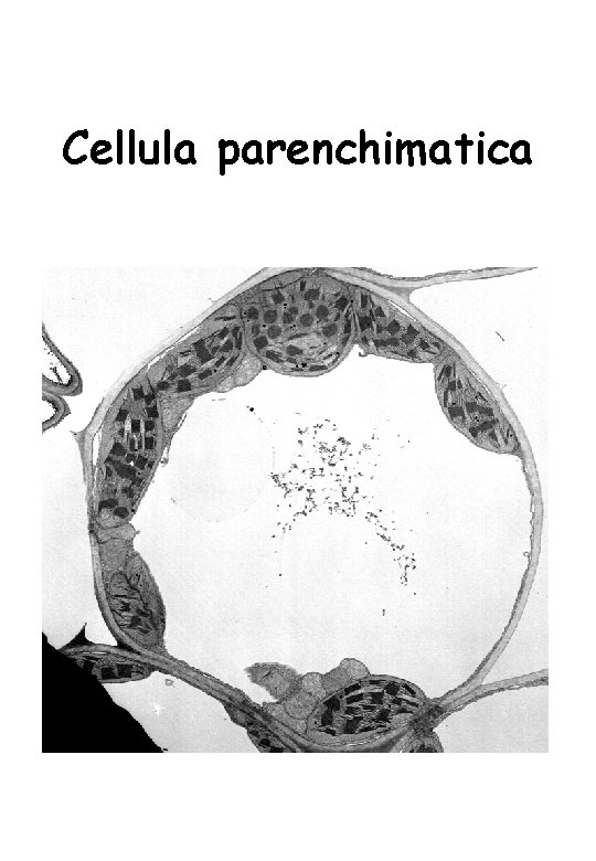 Cellula parenchimatica 