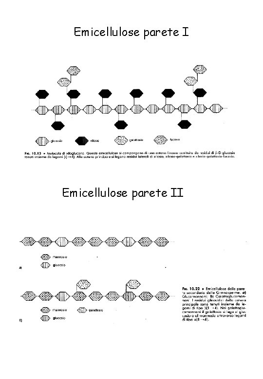 Emicellulose parete II 