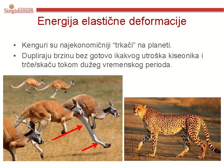Energija elastične deformacije • Kenguri su najekonomičniji “trkači” na planeti. • Dupliraju brzinu bez