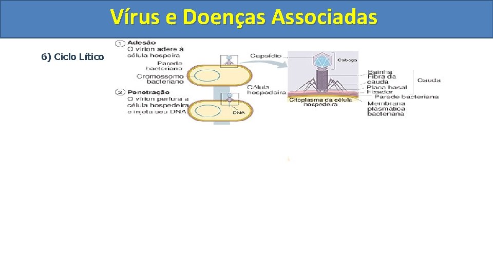 Vírus e Doenças Associadas 6) Ciclo Lítico 