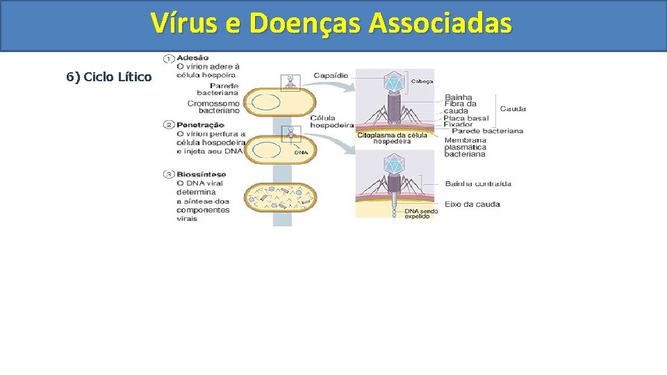 Vírus e Doenças Associadas 6) Ciclo Lítico 