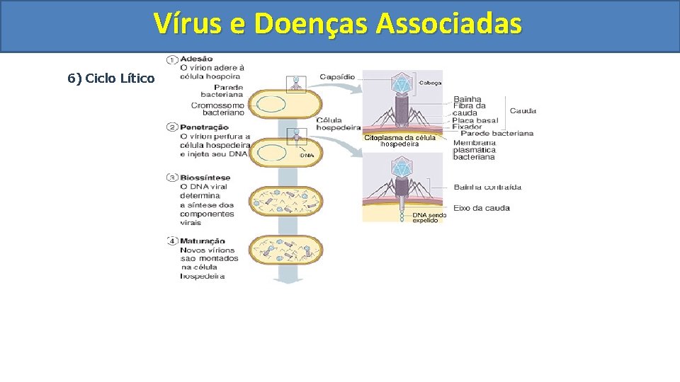 Vírus e Doenças Associadas 6) Ciclo Lítico 