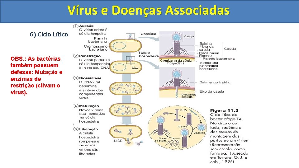 Vírus e Doenças Associadas 6) Ciclo Lítico OBS. : As bactérias também possuem defesas: