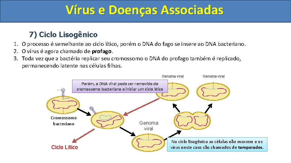 Vírus e Doenças Associadas 7) Ciclo Lisogênico 1. O processo é semelhante ao ciclo