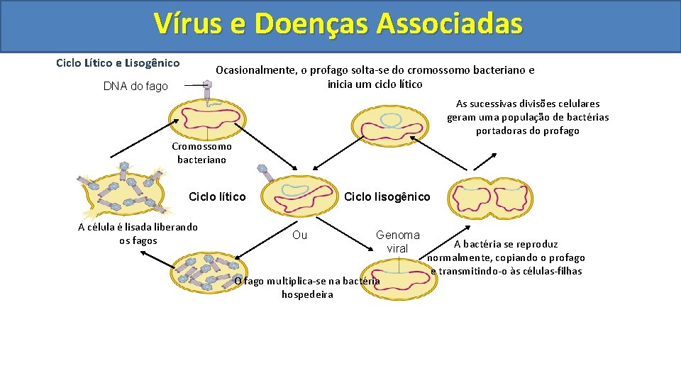 Vírus e Doenças Associadas Ciclo Lítico e Lisogênico Ocasionalmente, o profago solta-se do cromossomo