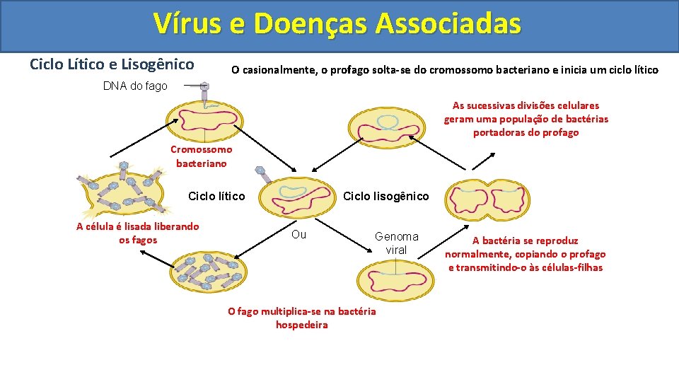 Vírus e Doenças Associadas Ciclo Lítico e Lisogênico O casionalmente, o profago solta-se do