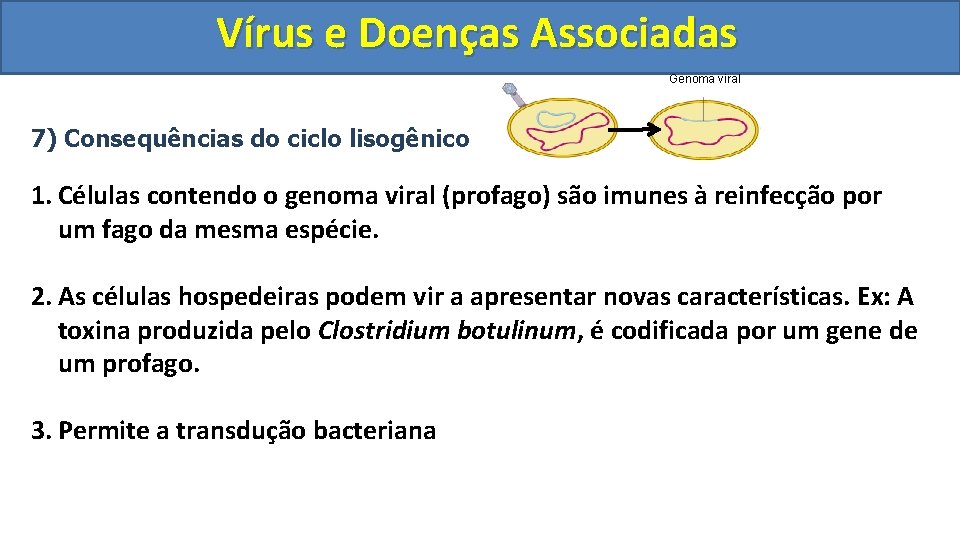 Vírus e Doenças Associadas Genoma viral 7) Consequências do ciclo lisogênico 1. Células contendo