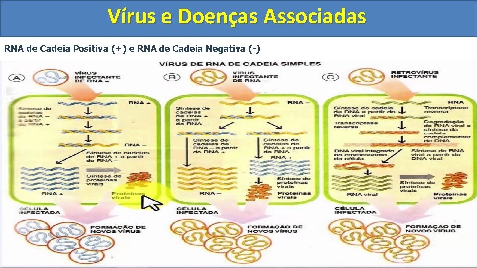 Vírus e Doenças Associadas RNA de Cadeia Positiva (+) e RNA de Cadeia Negativa