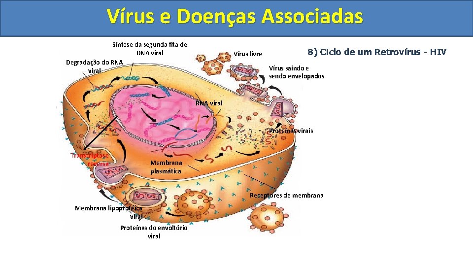 Vírus e Doenças Associadas Síntese da segunda fita de DNA viral Degradação do RNA