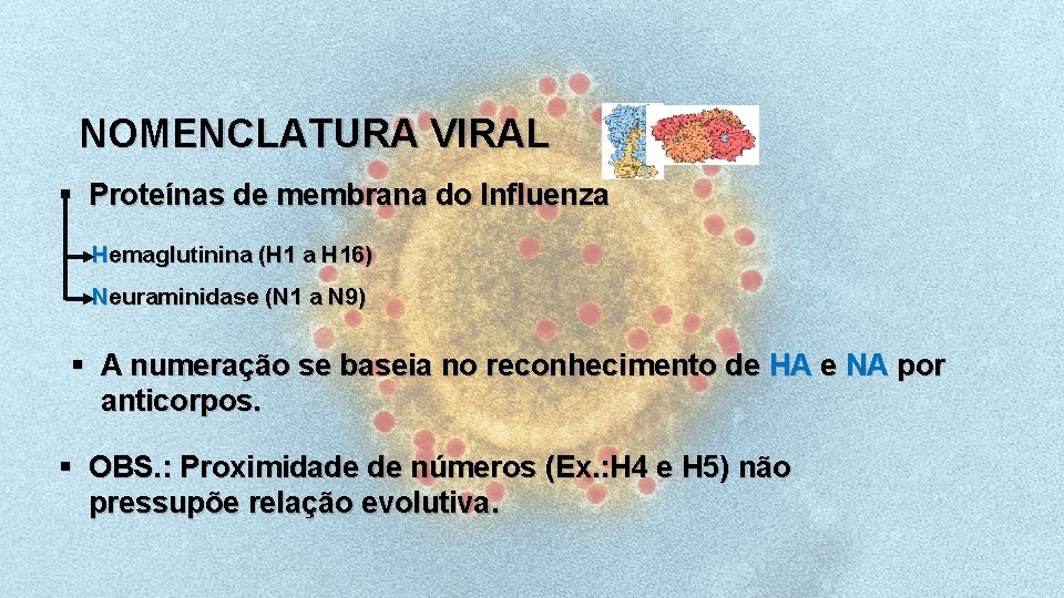 NOMENCLATURA VIRAL § Proteínas de membrana do Influenza Hemaglutinina (H 1 a H 16)