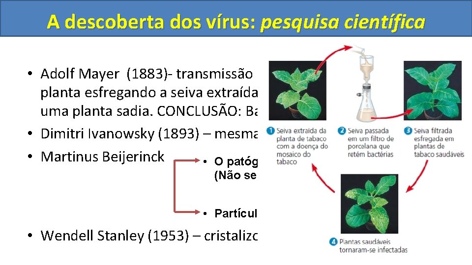 A descoberta dos vírus: pesquisa científica • Adolf Mayer (1883)- transmissão da doença de