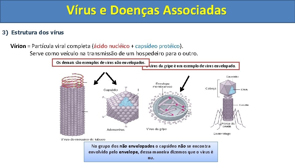 Vírus e Doenças Associadas 3) Estrutura dos vírus Vírion = Partícula viral completa (ácido