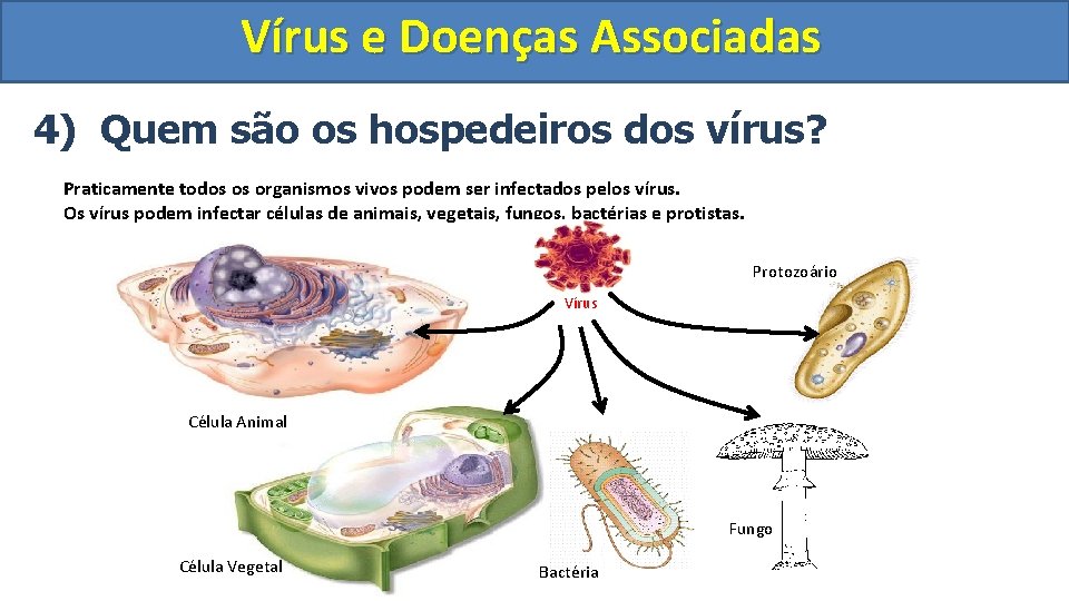 Vírus e Doenças Associadas 4) Quem são os hospedeiros dos vírus? Praticamente todos os