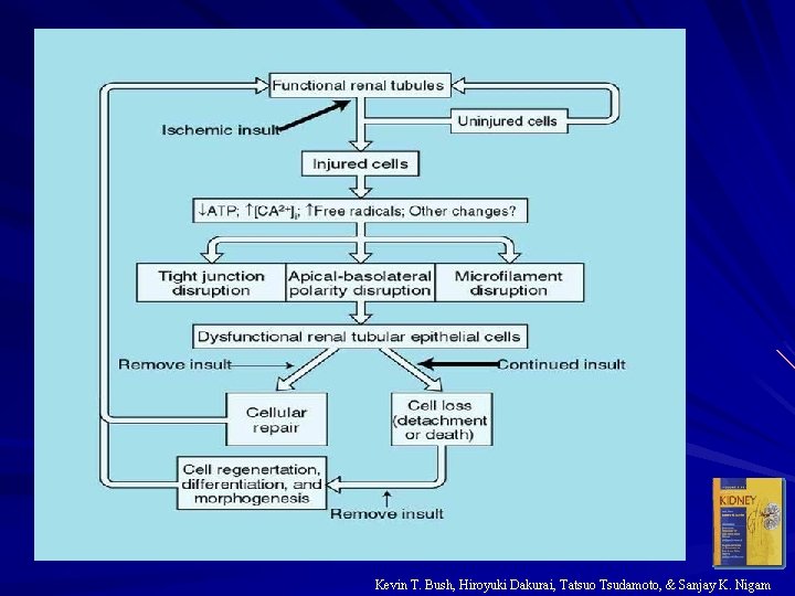 Kevin T. Bush, Hiroyuki Dakurai, Tatsuo Tsudamoto, & Sanjay K. Nigam 