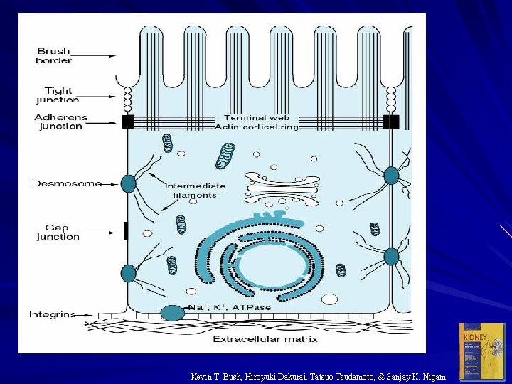 Kevin T. Bush, Hiroyuki Dakurai, Tatsuo Tsudamoto, & Sanjay K. Nigam 