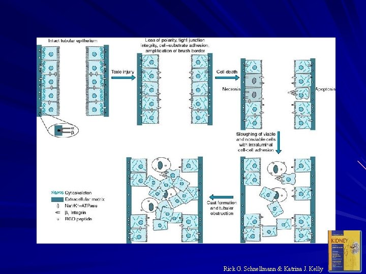 Rick G. Schnellmann & Katrina J. Kelly 