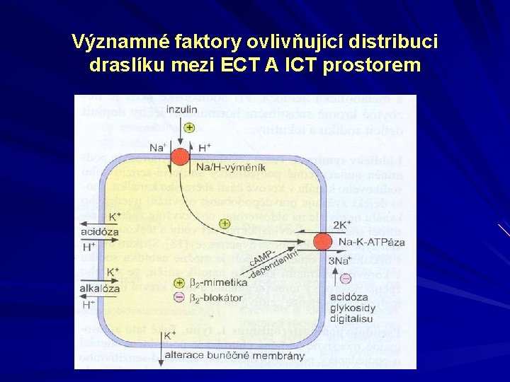 Významné faktory ovlivňující distribuci draslíku mezi ECT A ICT prostorem 