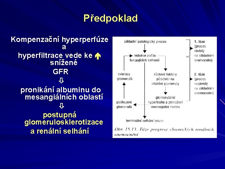 Předpoklad Kompenzační hyperperfúze a hyperfiltrace vede ke snížené GFR pronikání albuminu do mesangiálních oblastí Předpoklad Kompenzační hyperperfúze a hyperfiltrace vede ke snížené GFR pronikání albuminu do mesangiálních oblastí