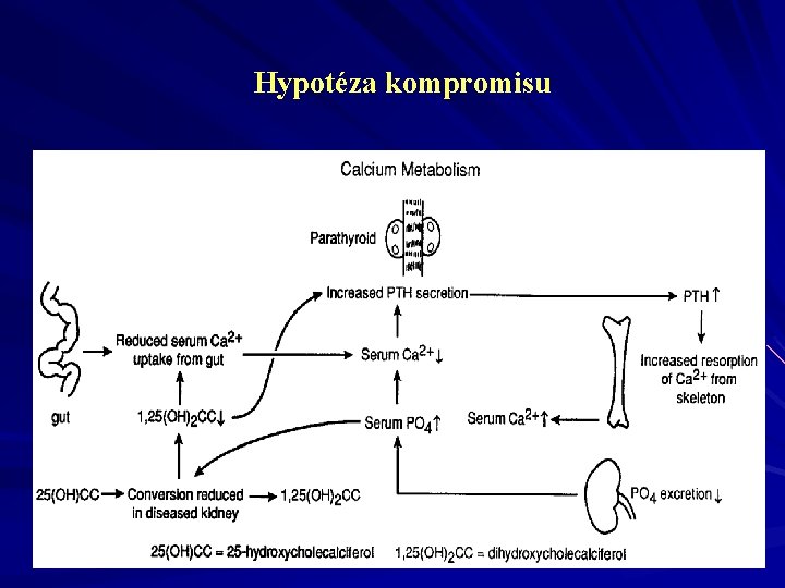 Hypotéza kompromisu 