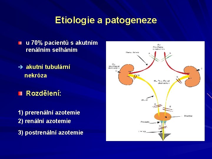 Etiologie a patogeneze u 70% pacientů s akutním renálním selháním è akutní tubulární nekróza