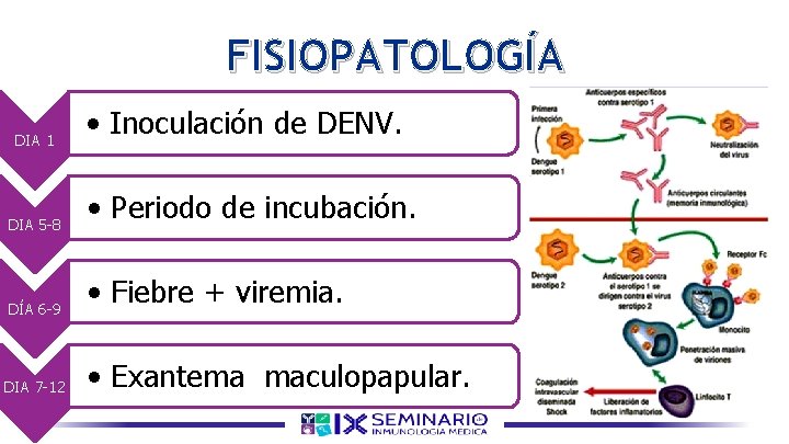 FISIOPATOLOGÍA • Inoculación de DENV. • Inoculación del DENV por • Periodo de incubación.