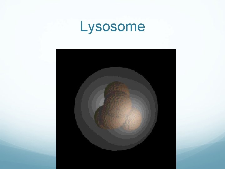 Lysosome Lysosome