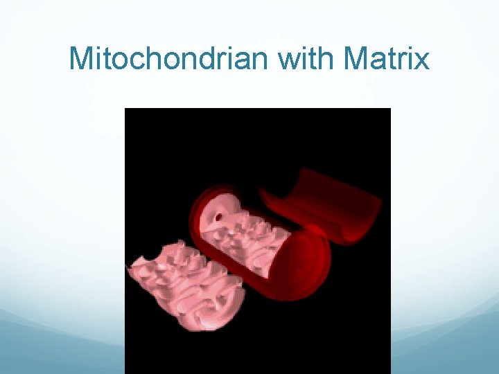 Mitochondrian with Matrix Mitochondrian with Matrix
