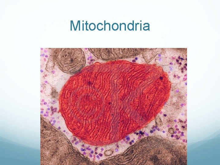 Mitochondria Mitochondria