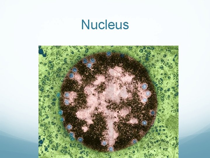 Nucleus Nucleus