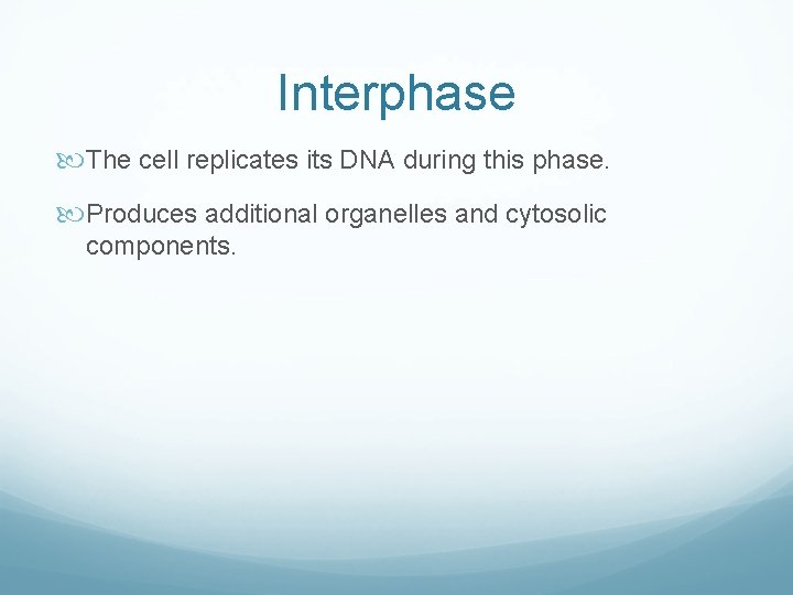 Interphase The cell replicates its DNA during this phase. Produces additional organelles and cytosolic Interphase The cell replicates its DNA during this phase. Produces additional organelles and cytosolic