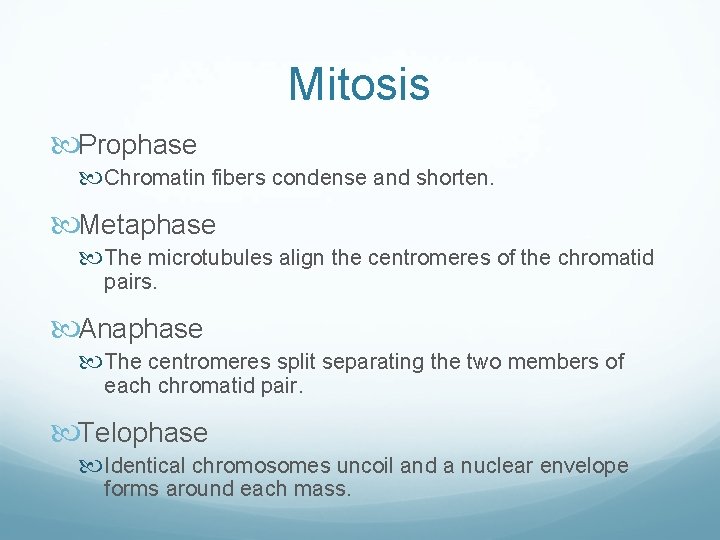 Mitosis Prophase Chromatin fibers condense and shorten. Metaphase The microtubules align the centromeres of Mitosis Prophase Chromatin fibers condense and shorten. Metaphase The microtubules align the centromeres of