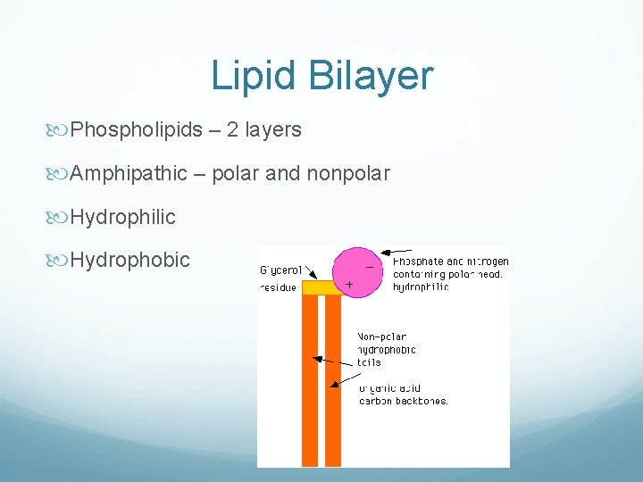 Lipid Bilayer Phospholipids – 2 layers Amphipathic – polar and nonpolar Hydrophilic Hydrophobic Lipid Bilayer Phospholipids – 2 layers Amphipathic – polar and nonpolar Hydrophilic Hydrophobic