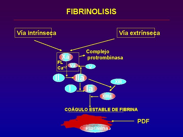 FIBRINOLISIS Vía intrínseca Vía extrínseca Complejo protrombinasa Xa FL Va Ca+2 V IIa II