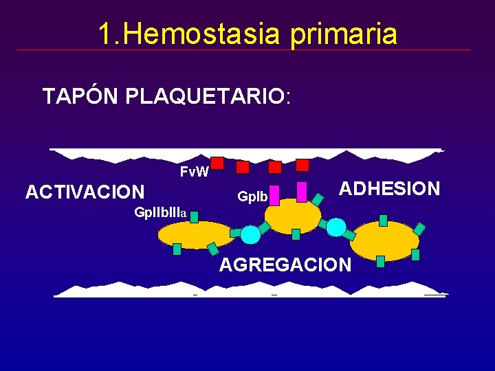 1. Hemostasia primaria TAPÓN PLAQUETARIO: Fv. W ACTIVACION Gp. Ib ADHESION Gp. IIb. IIIa