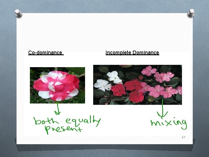 Co-dominance Incomplete Dominance 21 
