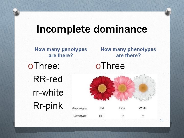 Incomplete dominance How many genotypes are there? OThree: How many phenotypes are there? OThree