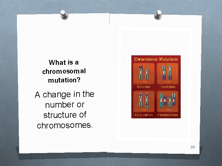 What is a chromosomal mutation? A change in the number or structure of chromosomes.