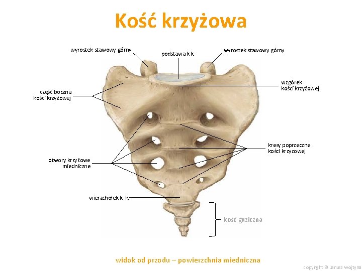 Kość krzyżowa wyrostek stawowy górny podstawa k. k. wyrostek stawowy górny wzgórek kości krzyżowej