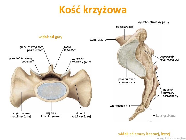 Kość krzyżowa wyrostek stawowy górny podstawa k. k. widok od góry grzebień krzyżowy pośrodkowy