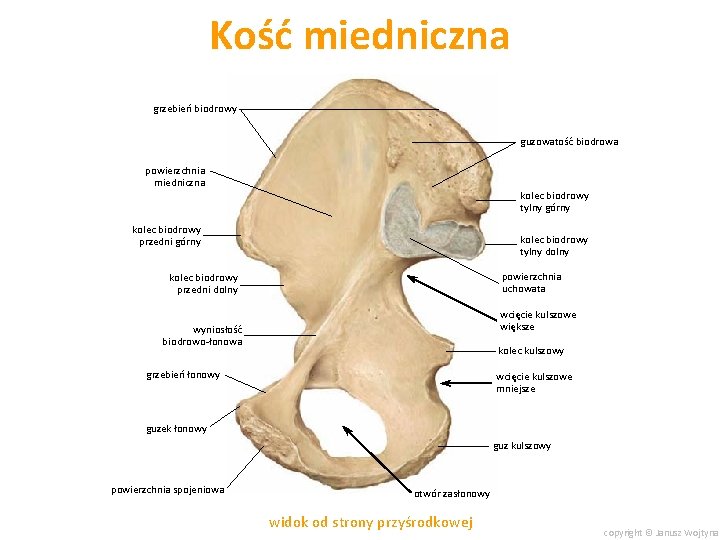 Kość miedniczna grzebień biodrowy guzowatość biodrowa powierzchnia miedniczna kolec biodrowy tylny górny kolec biodrowy