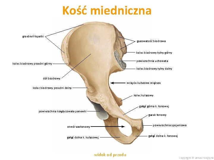 Kość miedniczna grzebień łopatki guzowatość biodrowa kolec biodrowy tylny górny powierzchnia uchowata kolec biodrowy