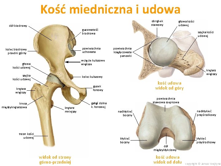 Kość miedniczna i udowa obrąbek stawowy dół biodrowy guzowatość biodrowa powierzchnia uchowata kolec biodrowy