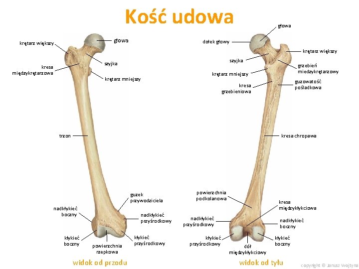 Kość udowa głowa krętarz większy głowa dołek głowy krętarz większy szyjka kresa międzykrętarzowa krętarz