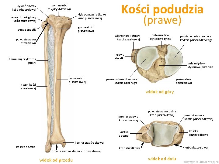 kłykieć boczny kości piszczelowej wyniosłość międzykłykciowa kłykieć przyśrodkowy kości piszczelowej wierzchołek głowy kości strzałkowej