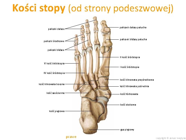 Kości stopy (od strony podeszwowej) paliczek dalszy palucha paliczki dalsze paliczek bliższy palucha paliczki