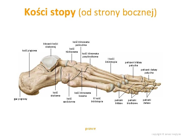 Kości stopy (od strony bocznej) bloczek kości skokowej kość piętowa kość klinowata pośrednia kość