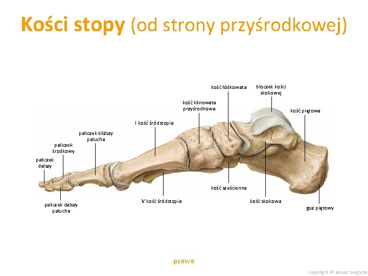 Kości stopy (od strony przyśrodkowej) kość łódkowata bloczek kości skokowej kość klinowata przyśrodkowa kość